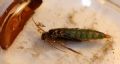 Rhyacophila sp.